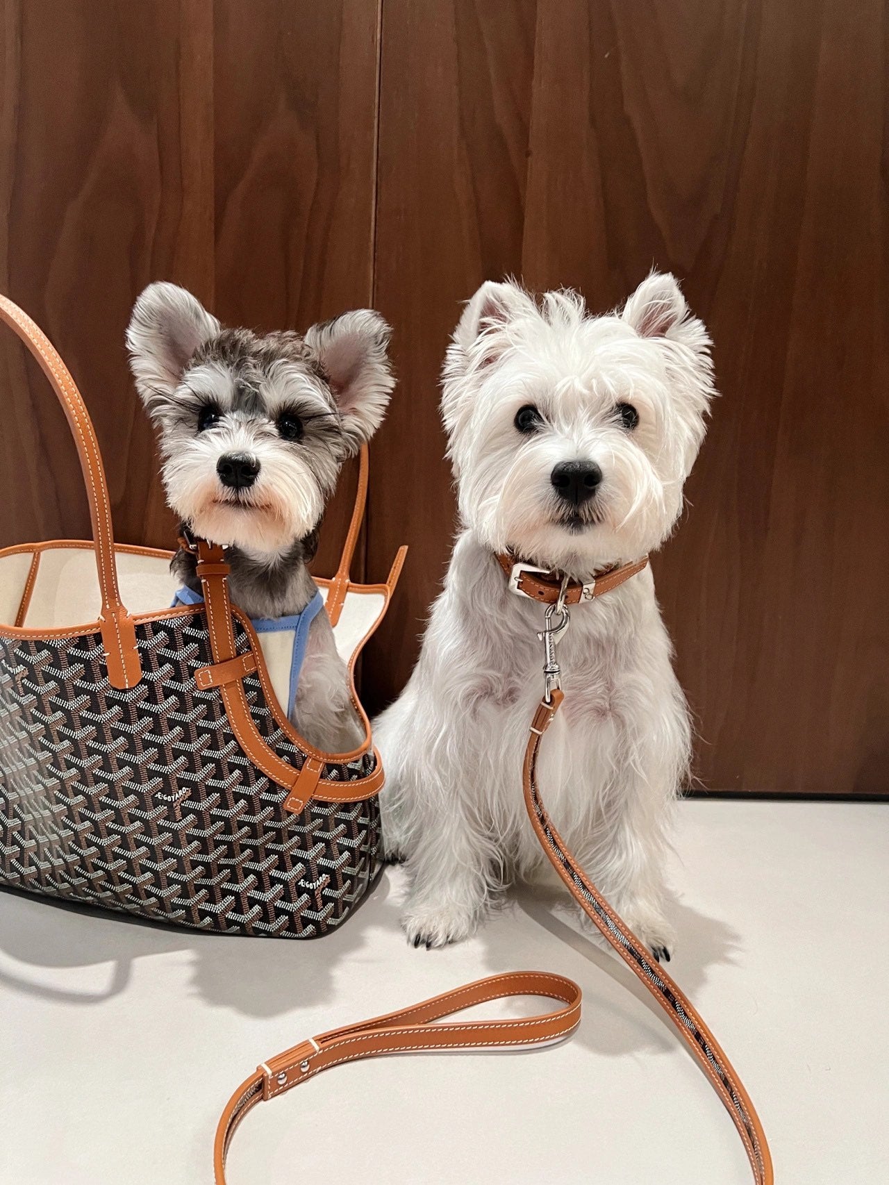 Gogy Designer Chevron Print Pet Carrier Tote Bag and Leather Dog Leash